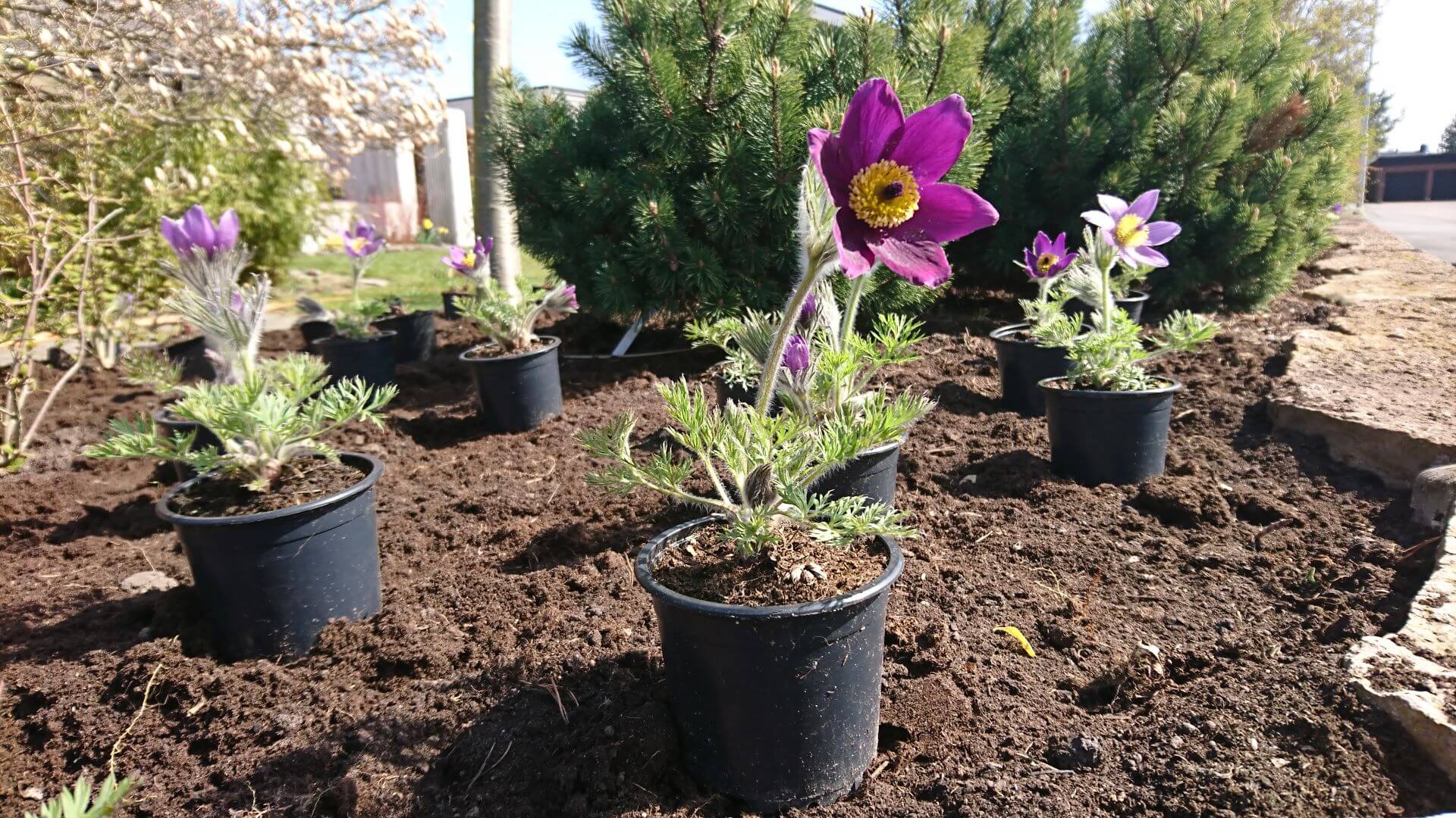 Lila blommor i en rabatt som ska planteras.